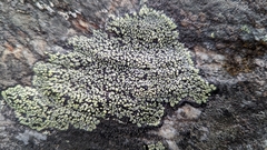 Rhizocarpon