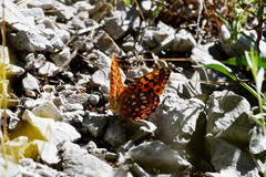 Speyeria coronis carolae