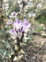 Astragalus amatus