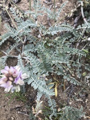 Astragalus amatus