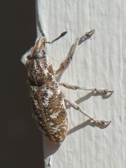 Cyphocleonus achates