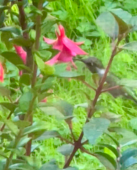 Calypte anna