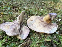 Lactarius montanus