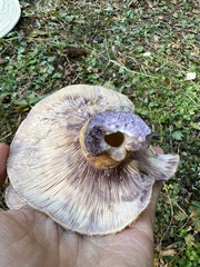 Lactarius montanus