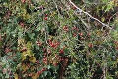 Viburnum opulus opulus