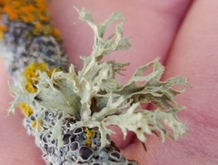 Ramalina americana