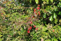 Viburnum opulus opulus