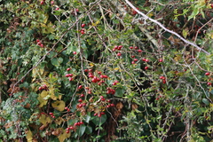Viburnum opulus opulus