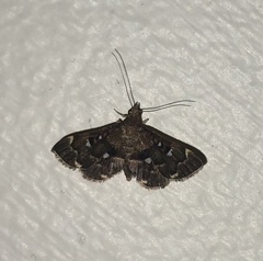 Piletocera signiferalis