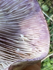 Lactarius montanus
