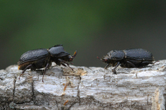 Sinodendron cylindricum