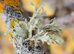 Ramalina americana