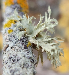 Ramalina americana