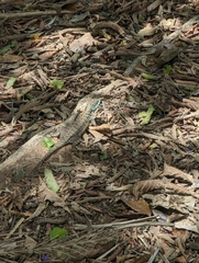 Tropidurus torquatus