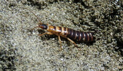 Anisolabis littorea