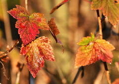 Ribes americanum