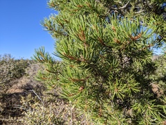 Pinus edulis