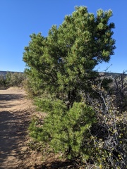 Pinus edulis