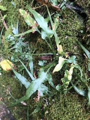 Asplenium rhizophyllum