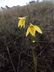 Diuris chryseopsis