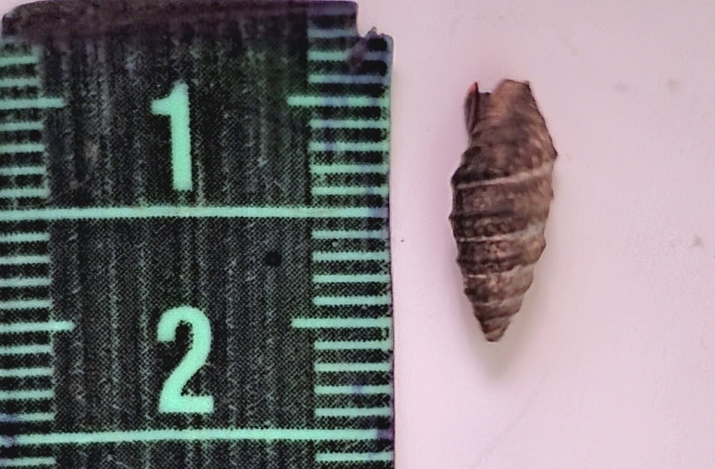Pilsbryspira melchersi