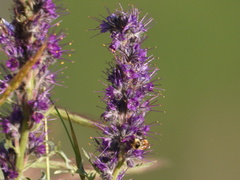Phacelia sericea