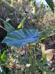 Colocasia
