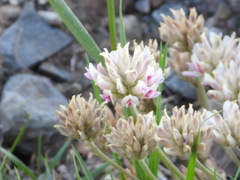 Trifolium dasyphyllum