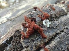 Metatrichia vesparium