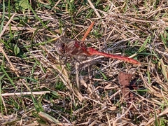 Sympetrum pallipes