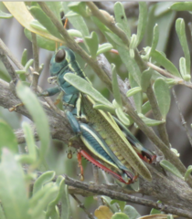 Melanoplus thomasi