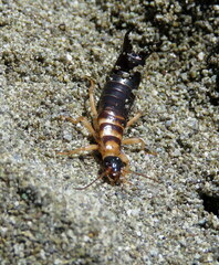Anisolabis littorea