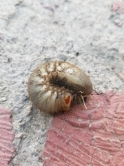 Cotinis mutabilis