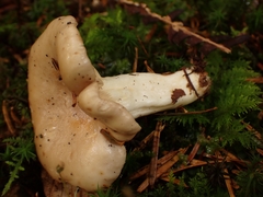Lactarius albocarneus
