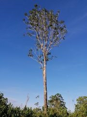 Dipterocarpus