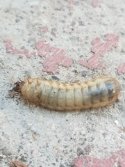 Cotinis mutabilis
