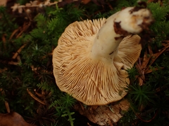 Lactarius albocarneus