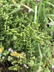 Adiantum chilense scabrum
