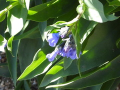 Mertensia