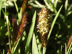 Trisetum