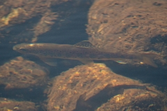 Salmo trutta