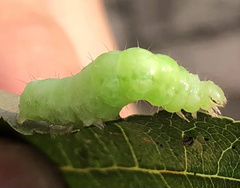 Trichoplusia ni