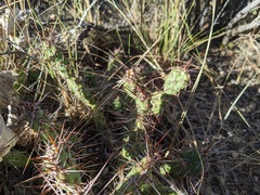 Opuntia polyacantha