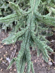 Cirsium vulgare