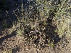 Opuntia polyacantha