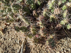 Opuntia polyacantha