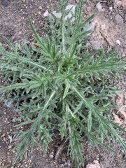Cirsium vulgare