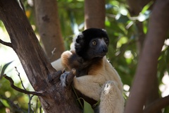 Propithecus coronatus