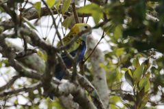 Platycercus adscitus