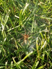 Agelenidae